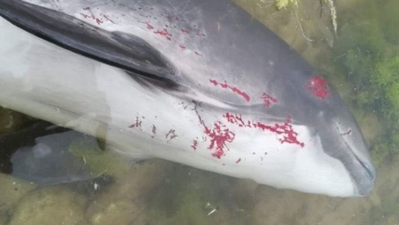 Lufta në Ukrainë nuk kursen as delfinët, rreth 3000 të ngordhur dalin në brigjet e Rumanisë dhe Bullgarisë