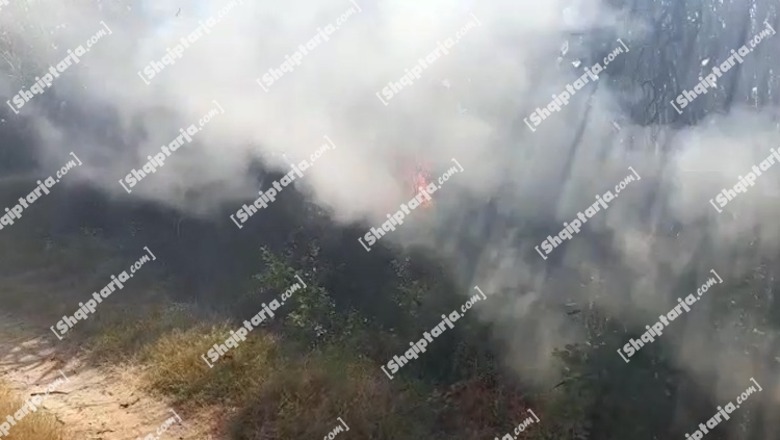 Fier/ Vihet nën hetim autori që i vuri zjarrin tokës në fshatin Jagodinë, u dogjën dhjetëra koshere bletësh
