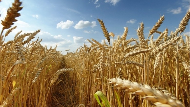 Kiev: Rusët eksportuan 400,000 ton grurë ukrainas