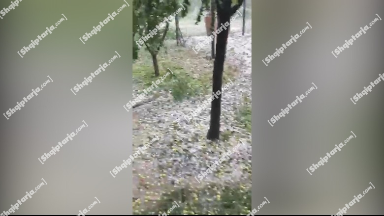 'Çmendet' moti në Korçë! Reshje të dendura breshëri në të gjitha zonat, dëmtohen të mbjellat (VIDEO)