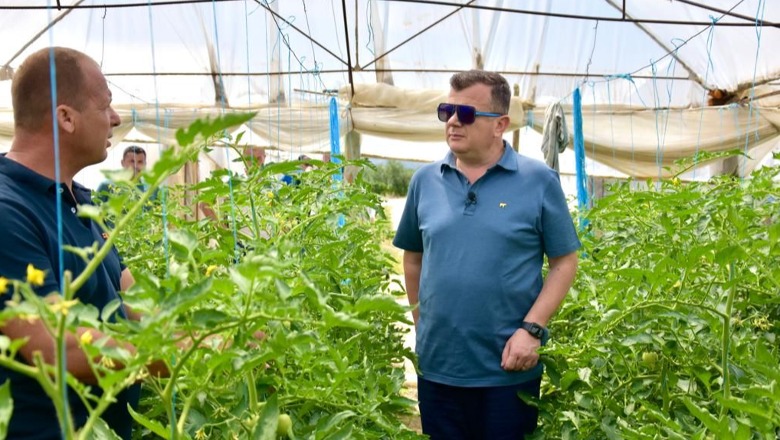 Balla në serën e kultivimit të domateve dhe pjeprit në Lushnjë: Ky vit ka qenë i mbarë për fermerët si në prodhim ashtu edhe tek përftimet