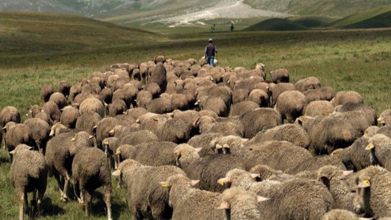 Ishte me bagëti në mal, rrëzohet dhe humb jetën bariu në Gjirokastër