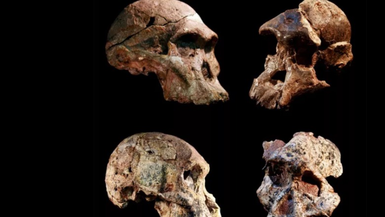 Fosilet e Afrikës së Jugut, mund ta rishkruajnë historinë e evolucionit njerëzor