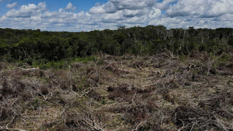 Shpyllëzimi në Amazonë arrin në nivele rekord