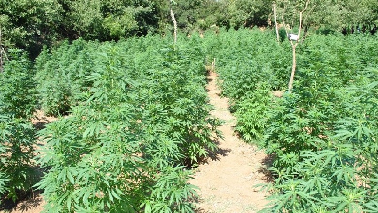 Gramsh/ Kultivoi 420 rrënjë kanabis në tokën e tij, arrestohet pas një viti në kërkim 32-vjeçari