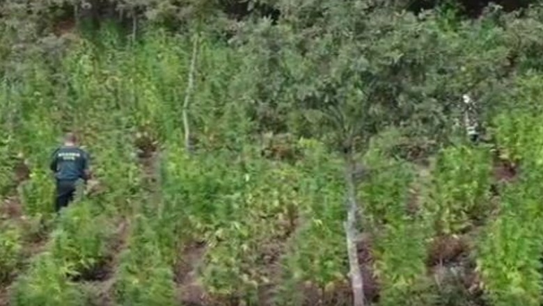 Shqiptarët në Spanjë, plantacion me 3500 bimë kanabisi në mes të pyllit, në pranga dy persona! Jetonin në tenda, 'roje' të drogës