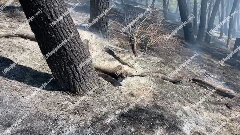 Zjarr në Peshtan të Fierit, flakët përfshijnë dy hektarë tokë (VIDEO)