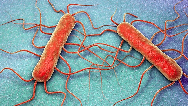 U gjet te produktet 'Wudy', çfarë është bakteri Listeria monocytogenes 