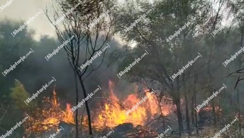 Vlorë, digjet prej 3 ditësh zona me shkurre dhe pemë te 'Hidrovori', zjarri i qëllimshëm