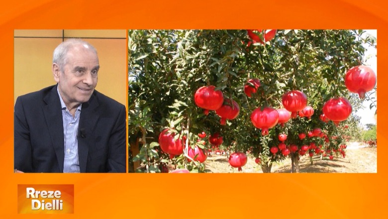 Dr. Pjerin Preka në “Rreze Dielli”: Shega “fruti i mrekullive”, dy kokrra në ditë luftojnë qelizat kancerogjene dhe viruset në organizëm  