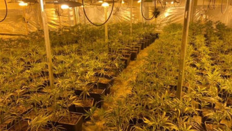 Përshtati banesën në plantacion kanabisi, autoritetet spanjolle arrestojnë shqiptarin! Kapet me rreth 600 bimë marijuanë