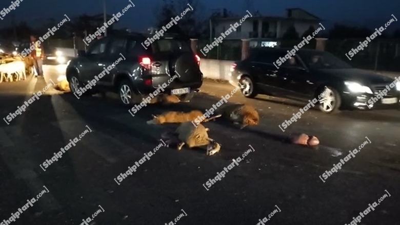 Aksident në Cërrik! Makina përplas kopenë e bagëtive, dhjetëra dele të ngordhura  (VIDEO)