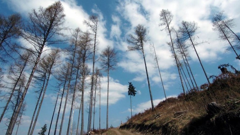 Mister në Gjermani, 13 vjeçarja gjendet e lidhur në një pemë pranë një zone të pyllëzuar
