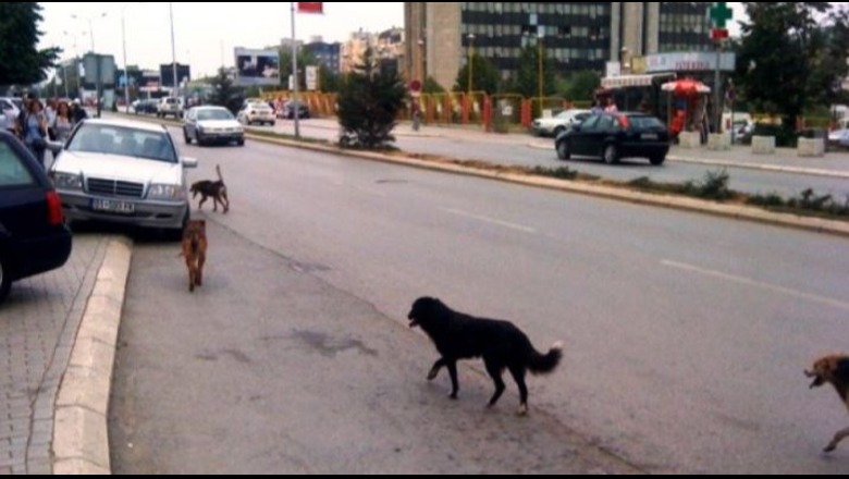 47 vjeçarja në Gjirokastër sulmohet nga një qen endacak, niset me urgjencë drejt spitalit Infektiv në Tiranë në gjendje të rëndë shëndetësore