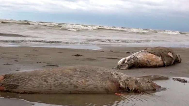 1700 foka gjenden të ngordhura në bregdetin rus