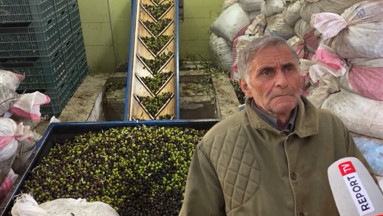 Mbiprodhim, vaji i ullirit në Berat mbetet stok! Fermerët: Çmimi vetëm 500 lek/kg, por nuk shitet