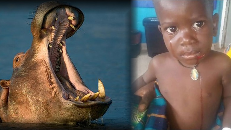 Afrikë/ Hipopotami gëlltit djalin 2-vjeçar, më pas e nxjerr të gjallë nga goja