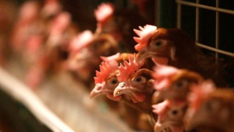 Rikthehet gripi i shpendëve, Çekia asgjëson 750.000  pula