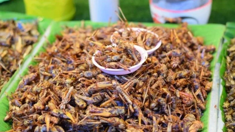Miell insektesh në ushqimet europiane, pjesë në listën e ushqimeve 'të reja',  BE miraton shitjen e tij, hyn në fuqi në 24 janar