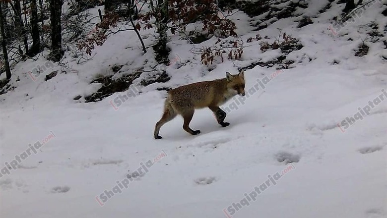 FOTO/ Nga rrëqebulli te derri i egër, kamerat ‘kurth’ në zonën e Prespës filmojnë kafshët e egra