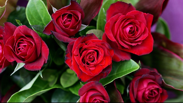 Ikja e të rinjve zbeh Shën Valentinin, lule po dhurojnë emigrantët nga Anglia! Bien prenotimet në restorante
