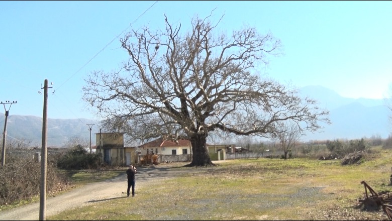 Rrapi shekullor në Piraj të Lezhës! Legjenda: Pema është mbjell rastësisht nga një kalorës që ishte ndalur për të pirë ujë