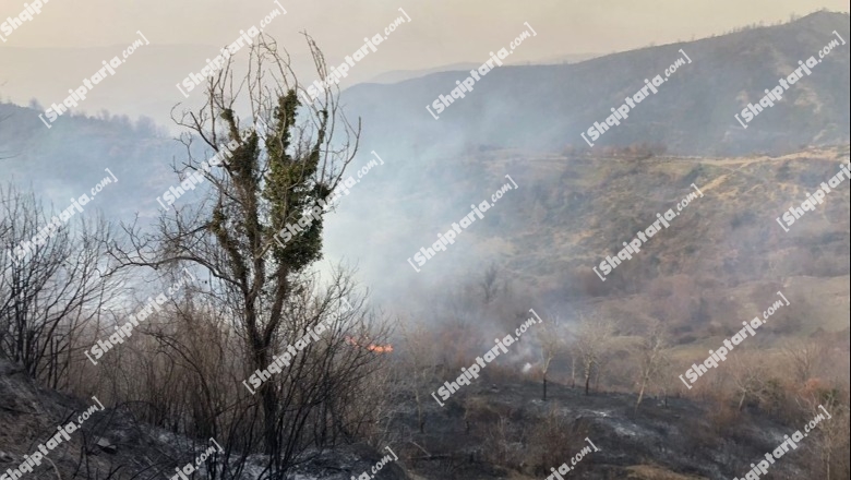 Zjarr në Gramsh, digjen dhjetëra hektarë pyje