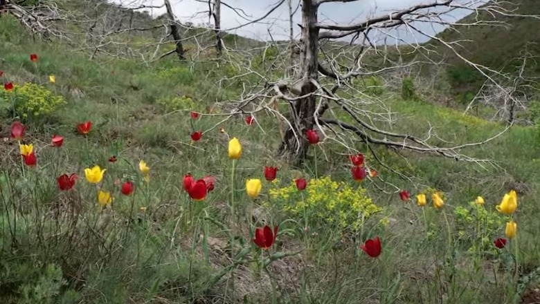 Tulipani shqiptar specie në rrezik! Qeveria shpall monument natyre zonën ku rritet në Kukës