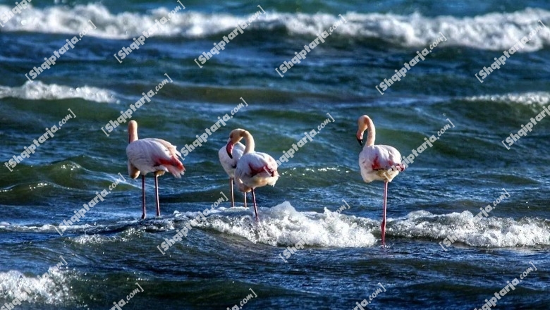 Temperaturat e ngrohta 'sjellin' në Pogradec flamingot