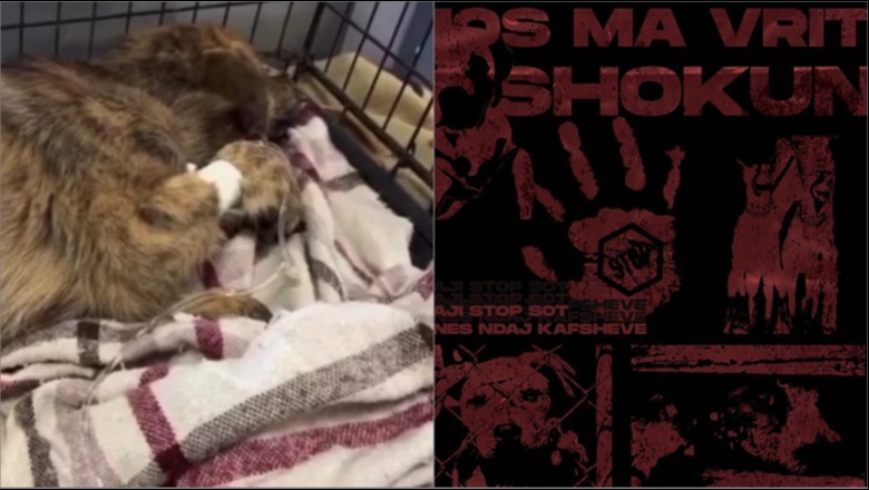 Qeni në Tiranë ngordhi pasi një grua e hodhi nga kati i 6-të, nesër animalistët në protestë pranë pallatit ku ndodhi ngjarja