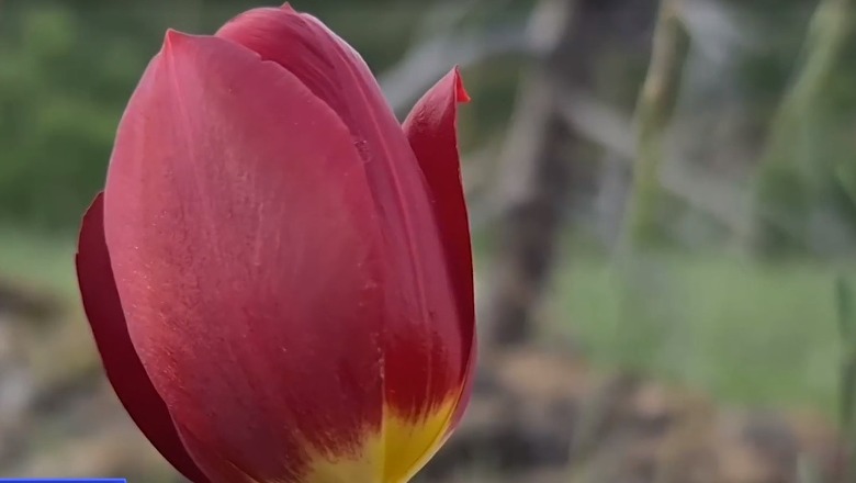 Vendrritja e Tulipanit shqiptar u shpall 'Monument Natyre', por sfidat për mbrojtjen janë të mëdha