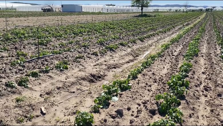 Temperatura nën 0, i ftohti dëmton 250 ha patate në Divjakë