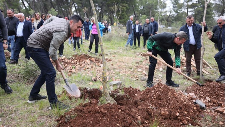 Lista e këshilltarëve socialistë nis fushatën me mbjellje pemësh, Gjiknuri: Kjo skuadër, garanci që Elbasani nuk do të ndalet