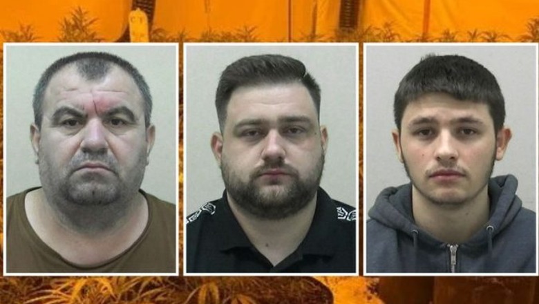 Dënohen me burg 3 emigrantët shqiptarë në Britani, u kapën me ferma kanabisi me vlerë 800 mijë paund! Do dëbohen pasi të vuajnë gjysmën e dënimit