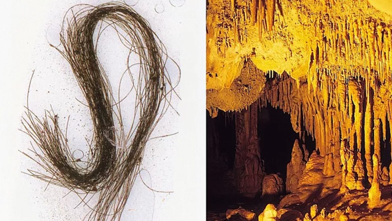 Flokët e epokës së bronzit të gjetura në një shpellë spanjolle zbulojnë përdorimin e parë të drogës në Evropë 3000 vjet më parë