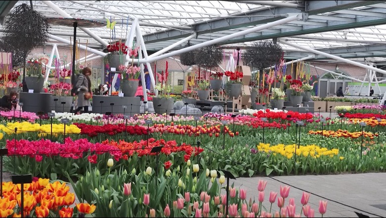 Hapet një nga kopshtet më të mëdha të tulipanëve në botë! 40 kopshtarë mbollën 7 mln lule, më shumë se 1600 lloje