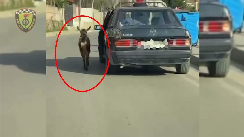 Lidhi në derën e makinës dhe tërhoqi kecin gjatë ecjes, vihet nën hetim 58-vjeçari në Tiranë (VIDEO)