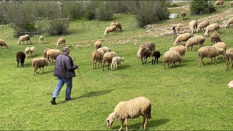 Personazh/ Ismail Dida, blegtori në Kukës që përkujdeset çdo ditë për 250 dele: Blegtoria po ‘braktiset’, të rinjtë po ikin! S’ka subvencione (VIDEO)