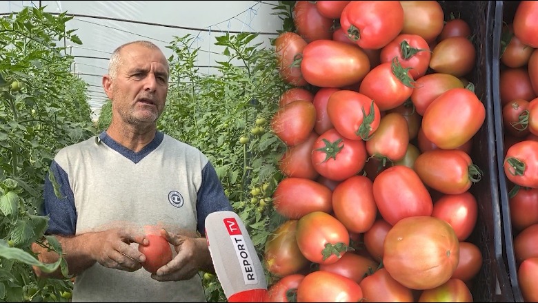 Mbiprodhim në sera, ulje drastike e çmimit të domates! Fermerët në Lushnje: Domatja 30 lek/kg me shumicë, s’kemi leverdi
