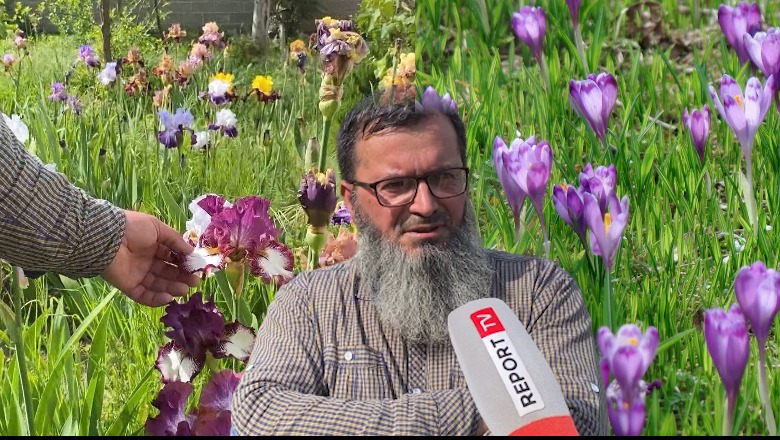 SPECIALE/ Njihuni me Dritanin, entuziastin e bimësisë që rrit në bahçen e tij në Fushë-Krujë lulen e egër ilire, Irisin