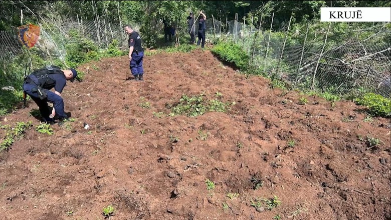 Krujë/ Zbulohet parcela me 855 rrënjë kanabis në malin e Brretit, nuk dihen autorët (VIDEO)