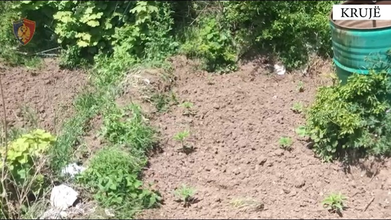 VIDEO/ Zbulohet një parcelë me 160 rrënjë kanabis në fshatin Sallake në Krujë