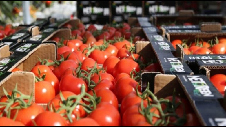 BE kthen mbrapsht domatet shqiptare? Reagon AKU: E pavërtetë! Eksportet kanë vijuar pa ndalim, produktet shoqërohen me certifikatë fitosanitare