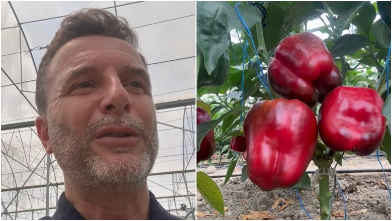 Kosova kontrolle shtesë për domatet që blen nga Shqipëria, Braçe mesazh Kurtit me videon e specave: Prodhim me zero mbetje, shkon në çdo vend të Europës