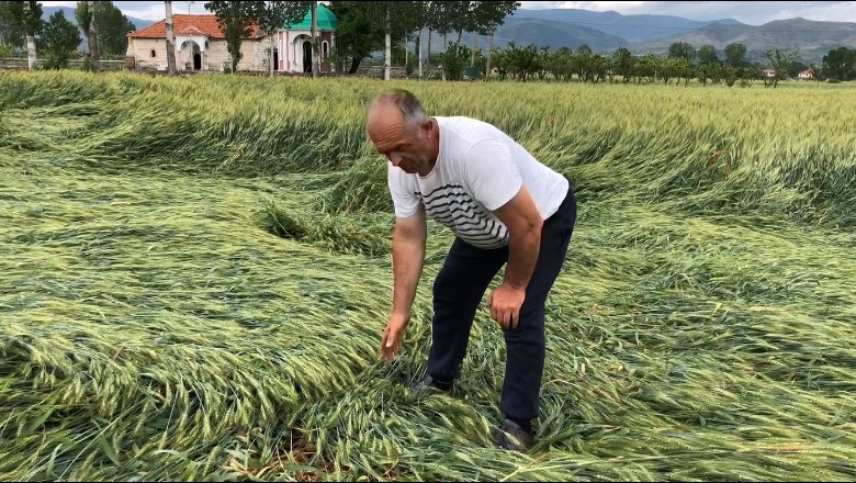 Breshri dëmton rreth 20 hektarë me grurë në Korçë! Fermerët kërkojnë kompensim: Kam bërë shumë shpenzime, tani s’pres të marrë as 50 mijë lekë