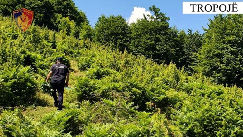 Asgjësohen 3659 bimë kanabisi në dy fshatra të Tropojës, nën hetim 2 inspektorët e mjedisit