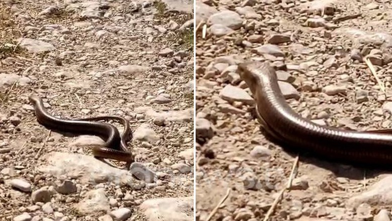 Ndodhi në Korçë, emigrantin e kafshon gjarpri teksa mundohet të kalojë nga vija e gjelbër në Trestenik të Devollit