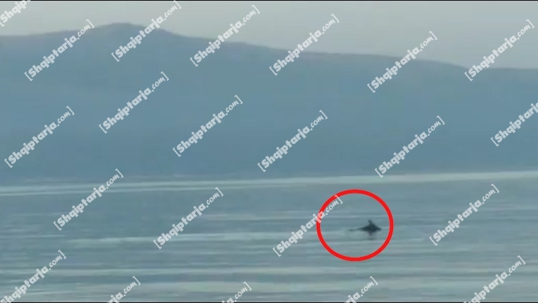 VIDEOLAJM/ Super-delfini shfaqet në brigjet e Vlorës