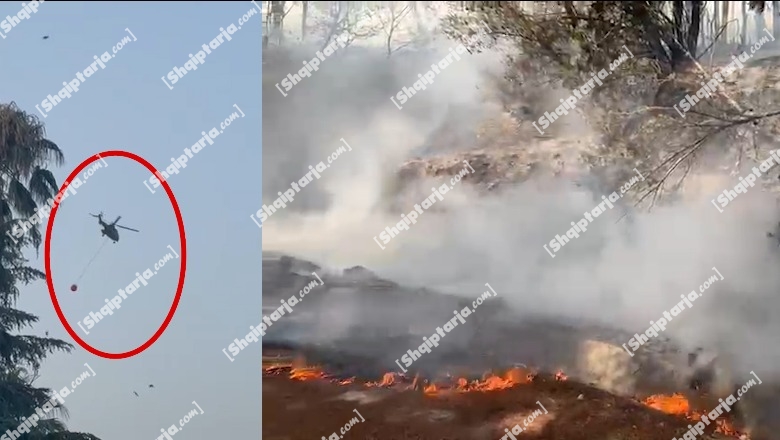Del jashtë kontrollit zjarri në pyllin me pisha në Peshtan në Fier, favorizohen nga era! Shkrumbohen 25 ha pyje, mbërrin helikopteri për të shuar flakët