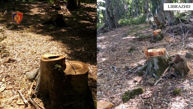 U kapën duke prerë pemë në parkun kombëtar Shebenik-Jabllanicë, arrestohen dy persona në Librazhd
